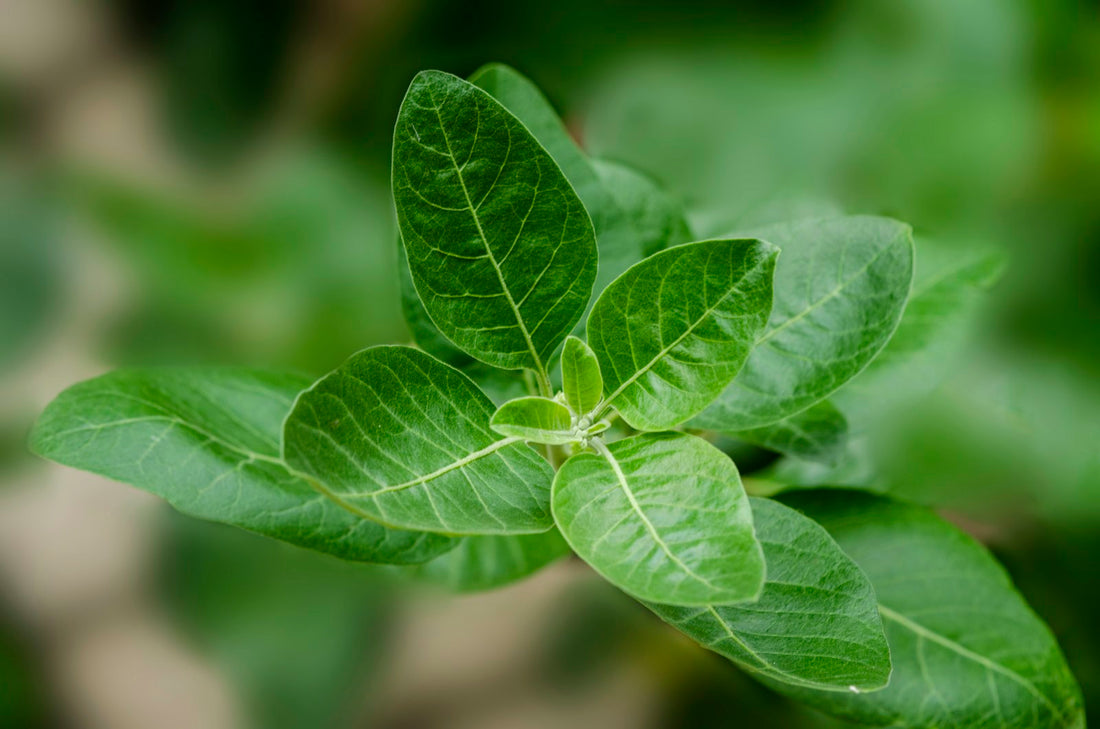 Ayurvedic herbal leaf plant